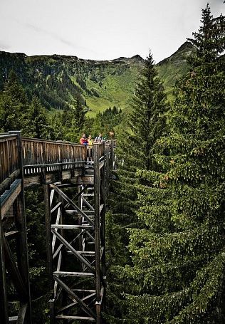 Wipfelwanderweg